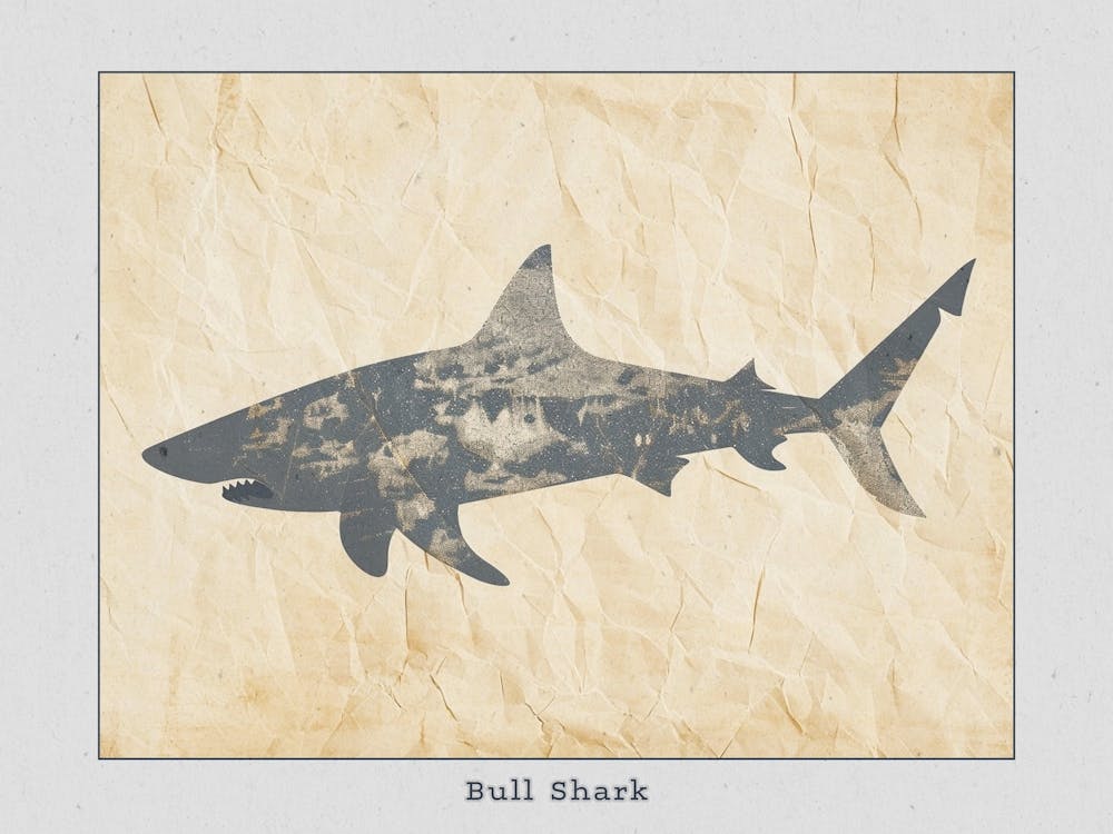 Bull Shark Grey Silhouette 3 Poster