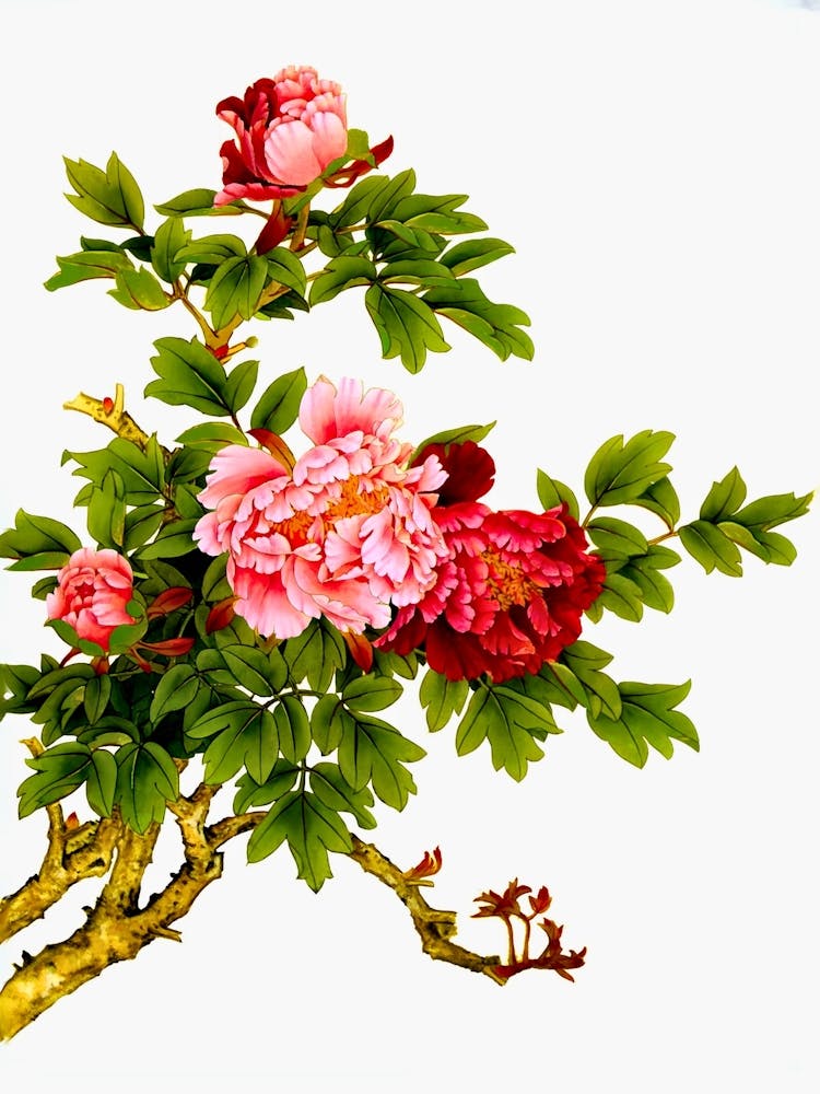 Chinese Peony