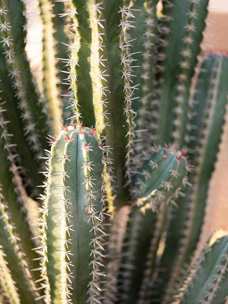 Cacti Details In Marrakech 2