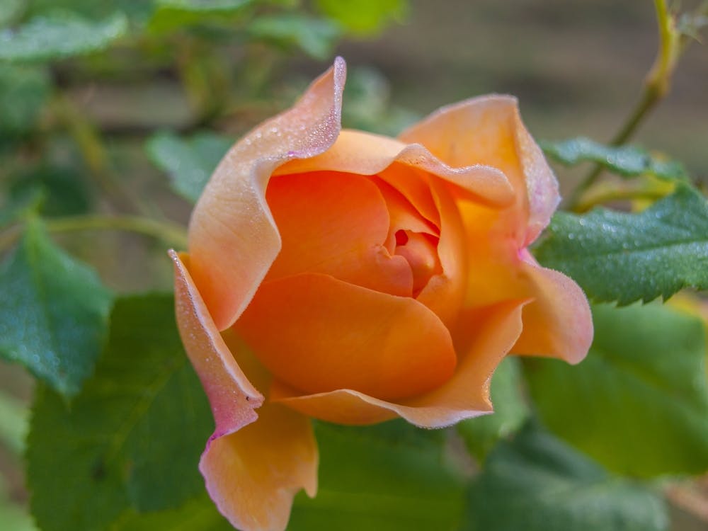 Orange Rose
