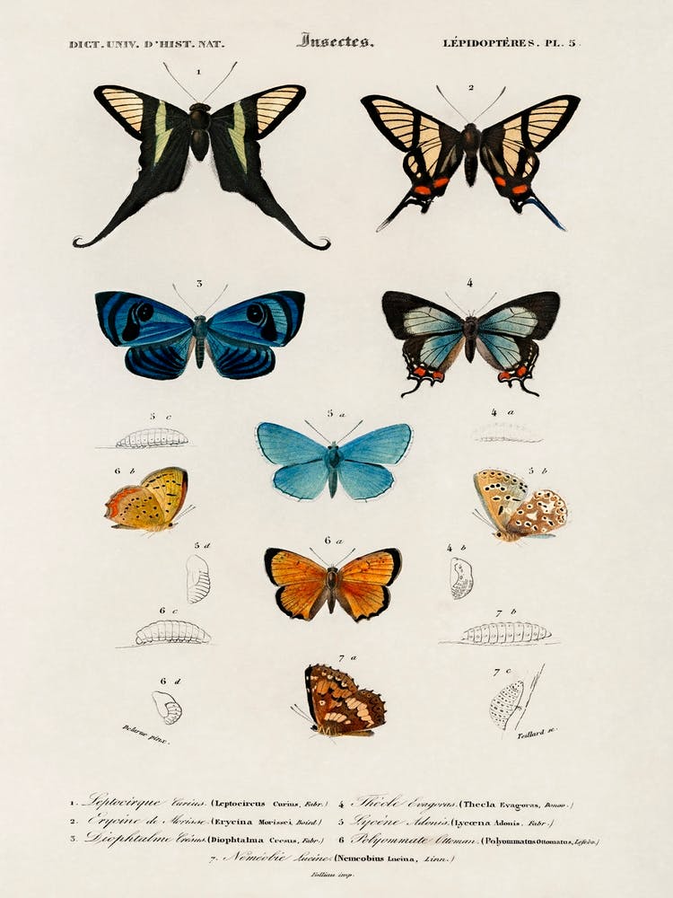 Collection Of Hand Drawings Of Butterflies, Charles Dessalines D'Orbigny