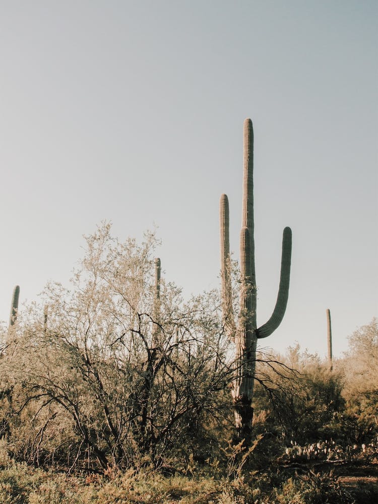 Saguaro Cactus In Desert