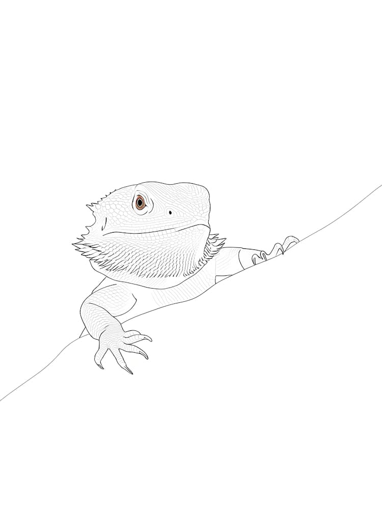 Iguana Line Art