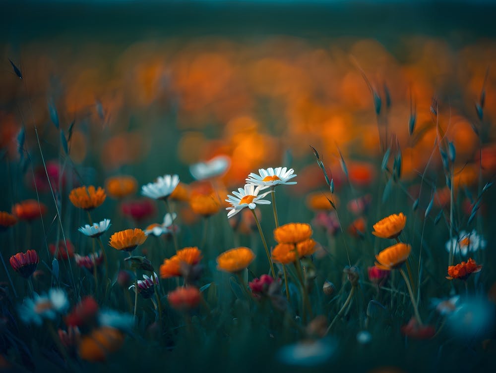 Field Of Wildflowers
