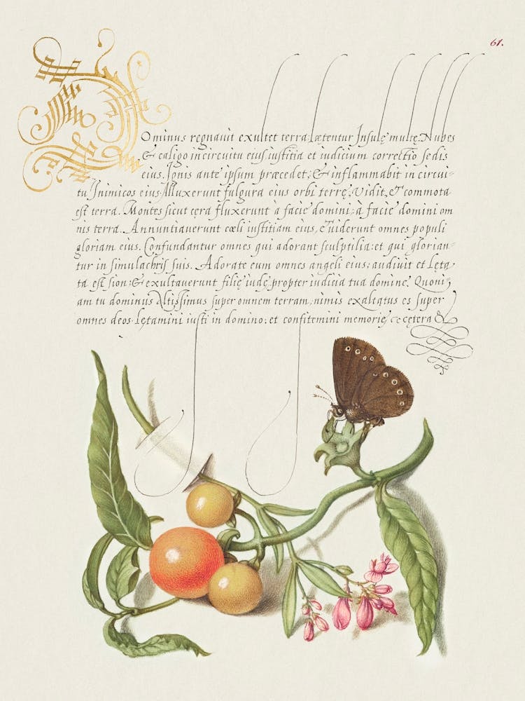 Ringlet, False Jerusalem Cherry, And Milkwort From Mira Calligraphiae Monumenta, Joris Hoefnagel