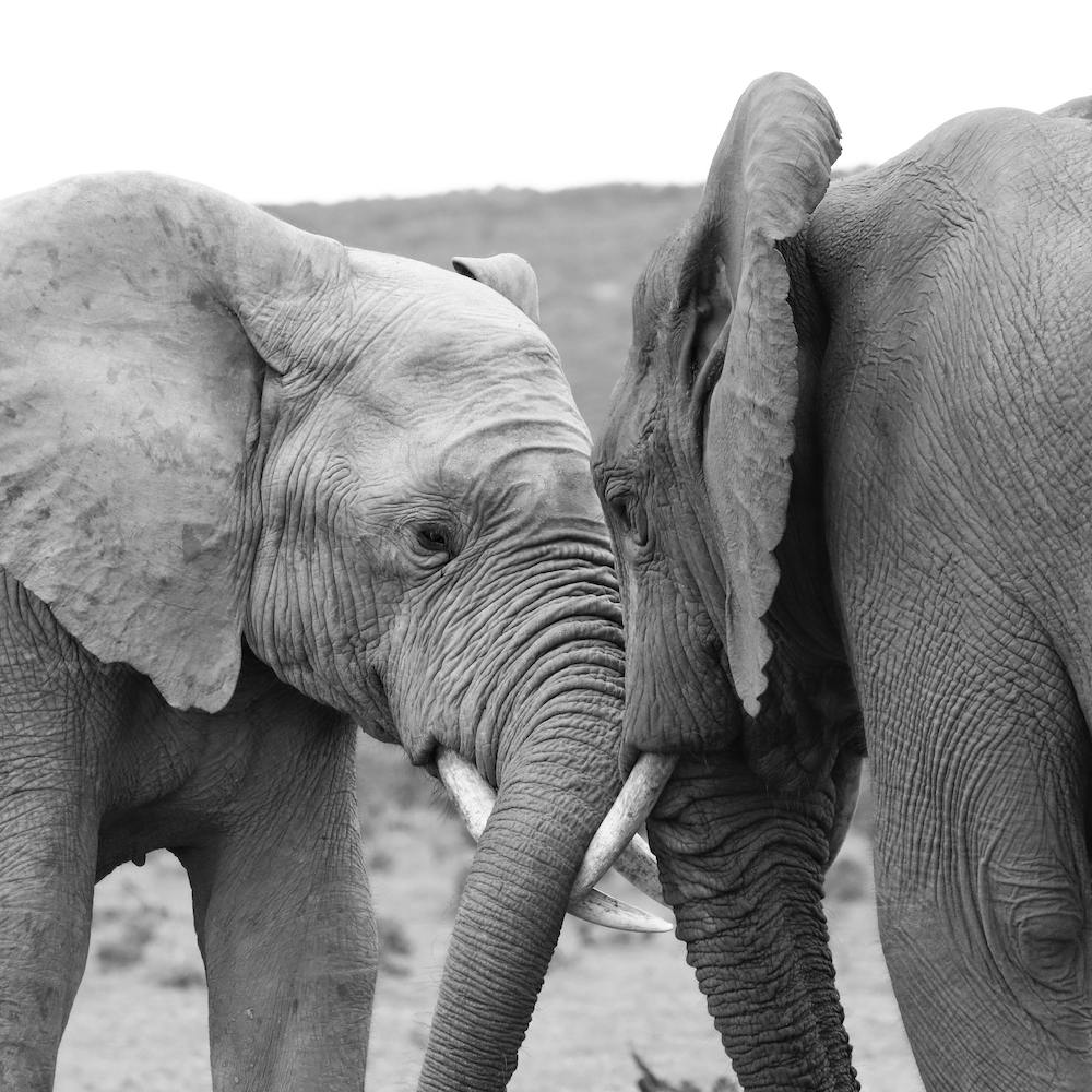 Elephant Talk