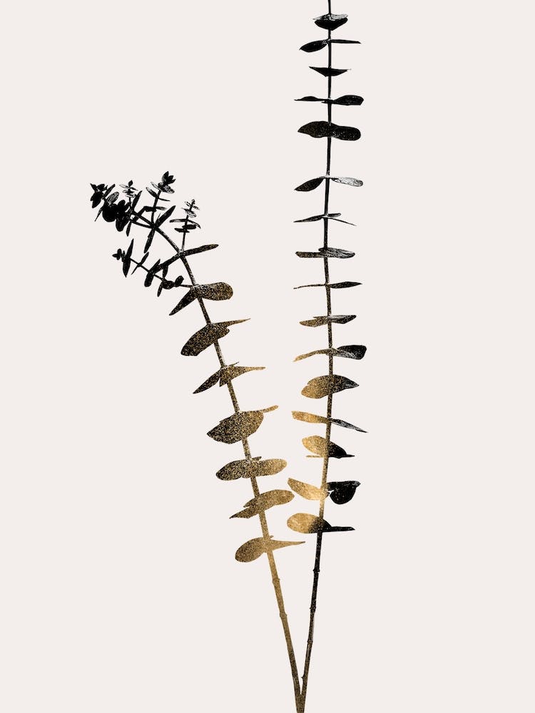 Eucalyptus Dark Gold