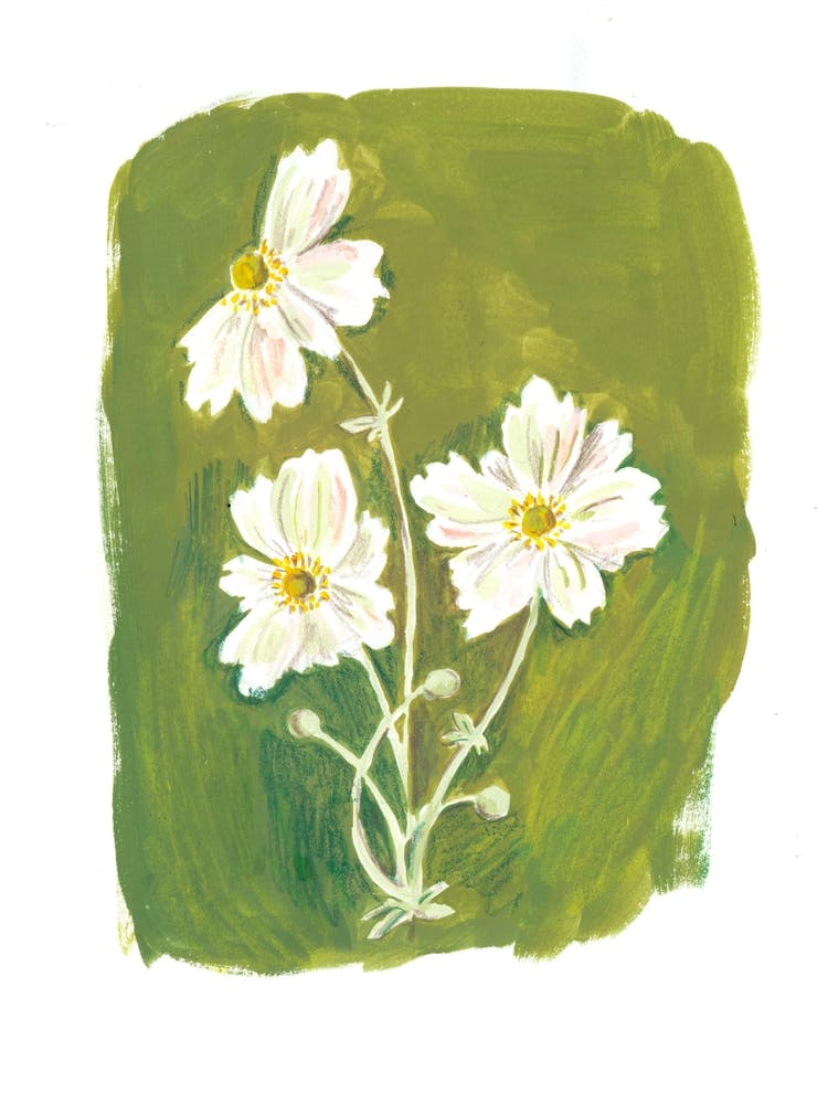 Wildflowers