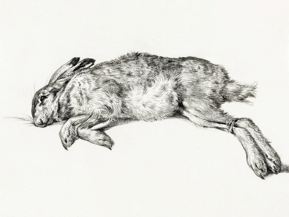 Dead Hare, Jean Bernard