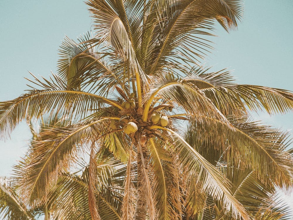 Coconut Palm Tree