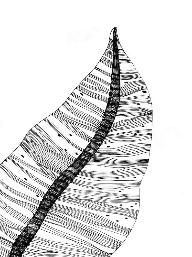 Tropical Leaf
