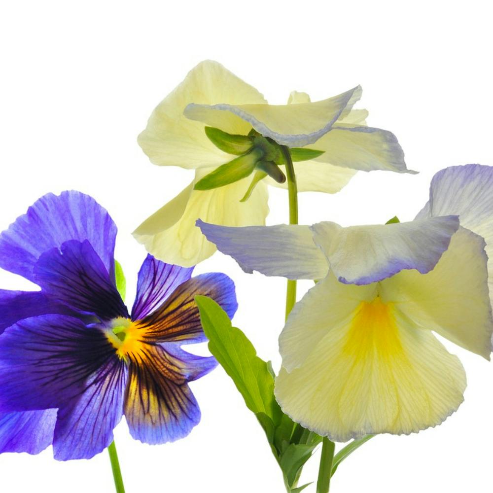 Pansies 1
