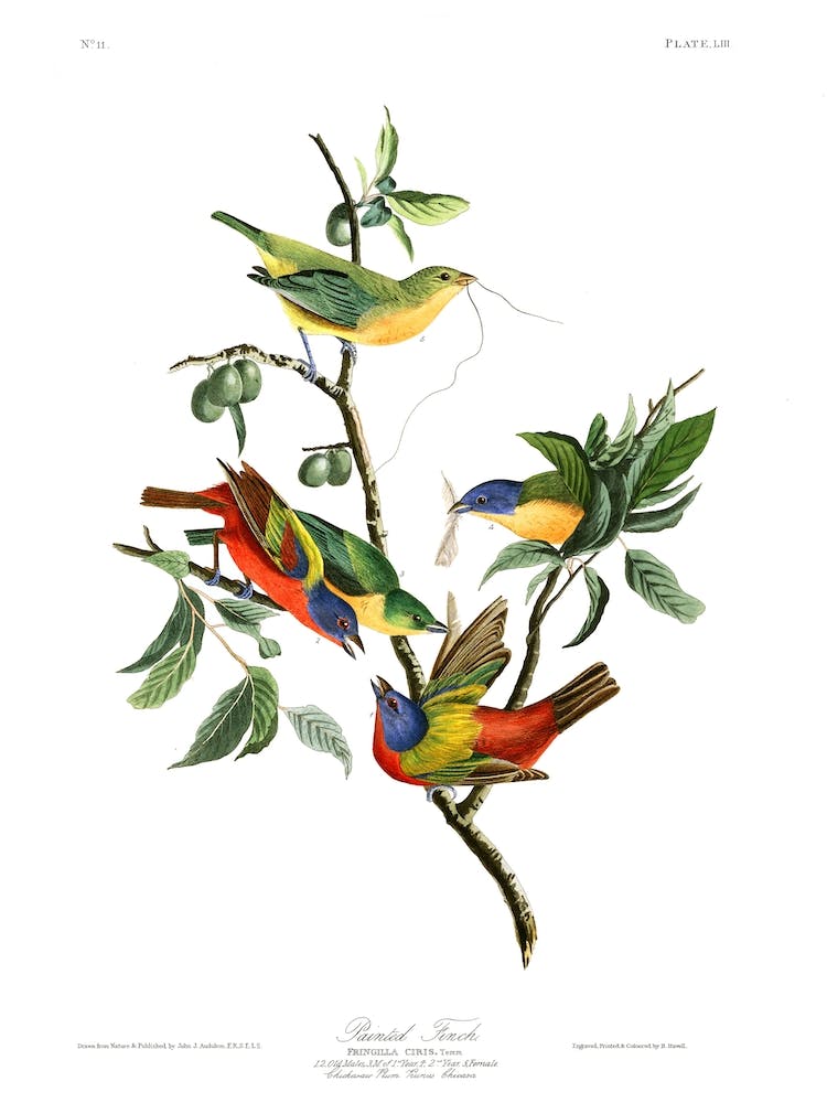 Painted Finch