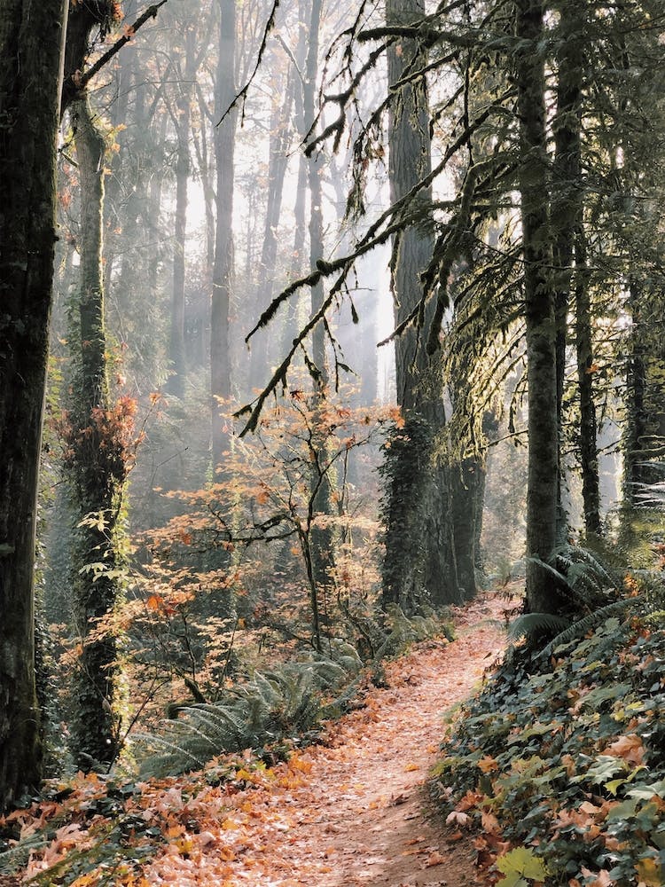 Wald des Pazifischen Nordwestens