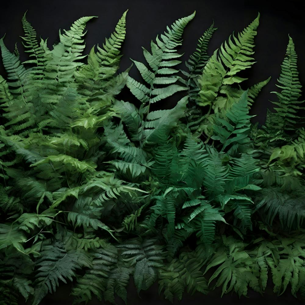Ferns 1