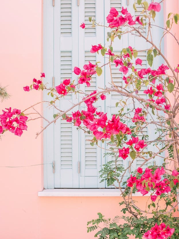 Pink Flowers By Window