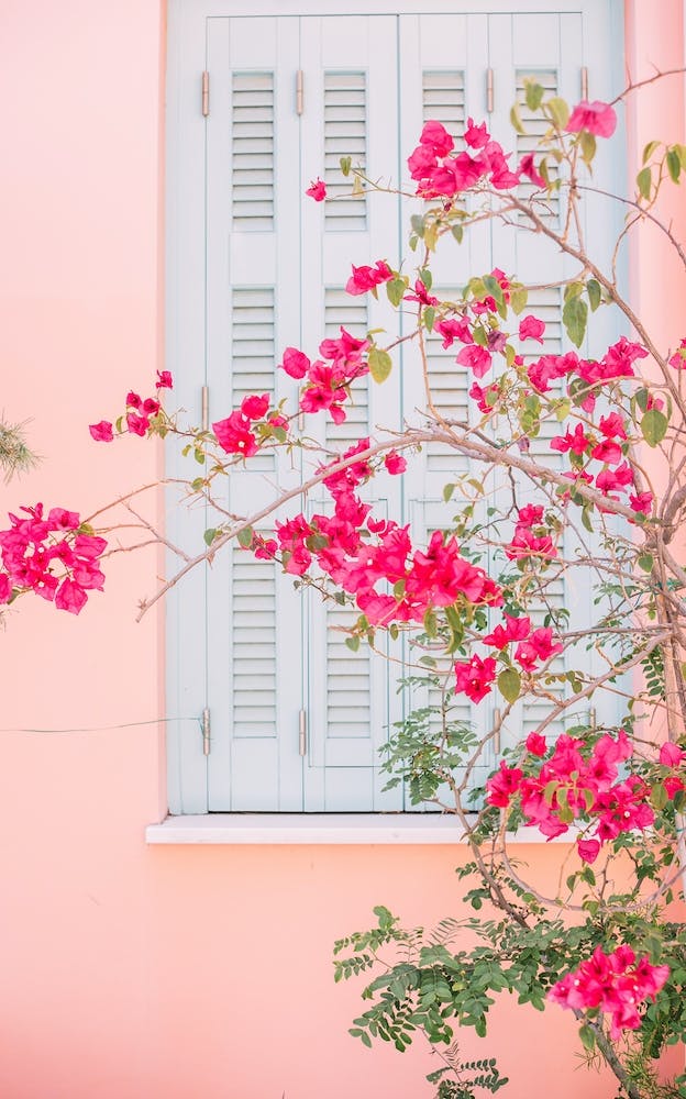 Pink Flowers By Window