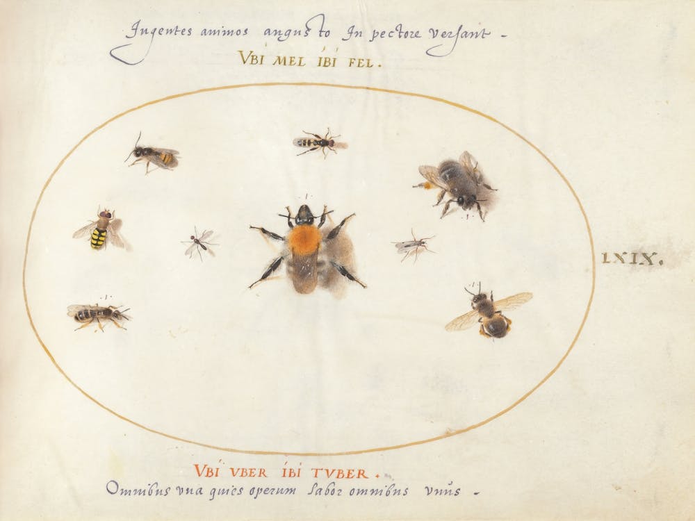 Plate 69 Nine Bees And Other Insects (C
