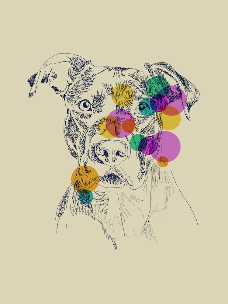 Chien Pit Bull