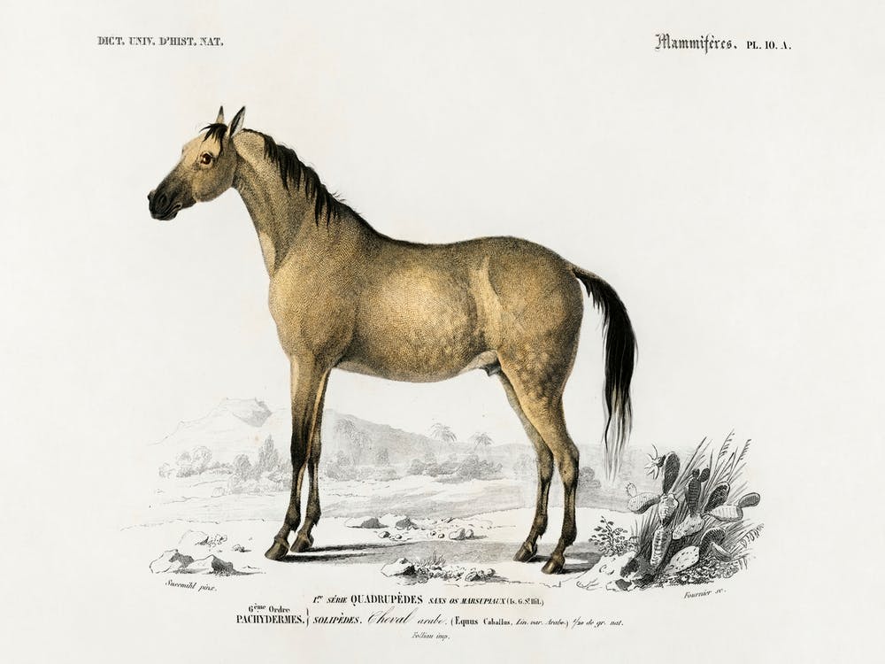 Horse (Equus Ferus Caballus), Charles Dessalines D'Orbigny