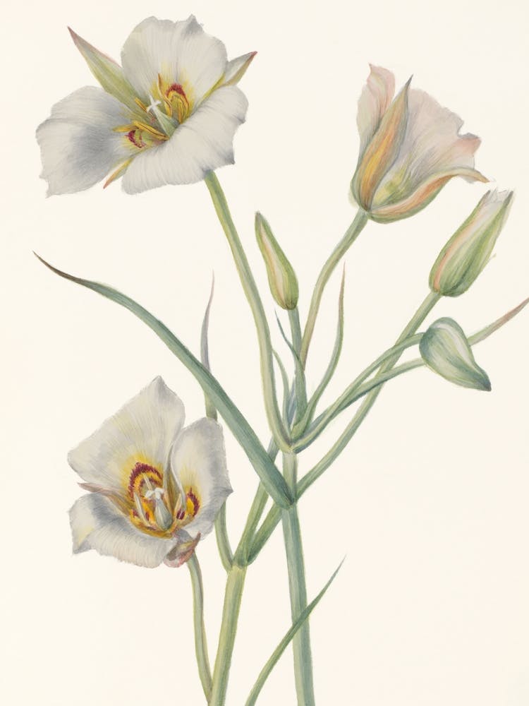 Vintage Botanical Mary Vaux Walcott _2732420