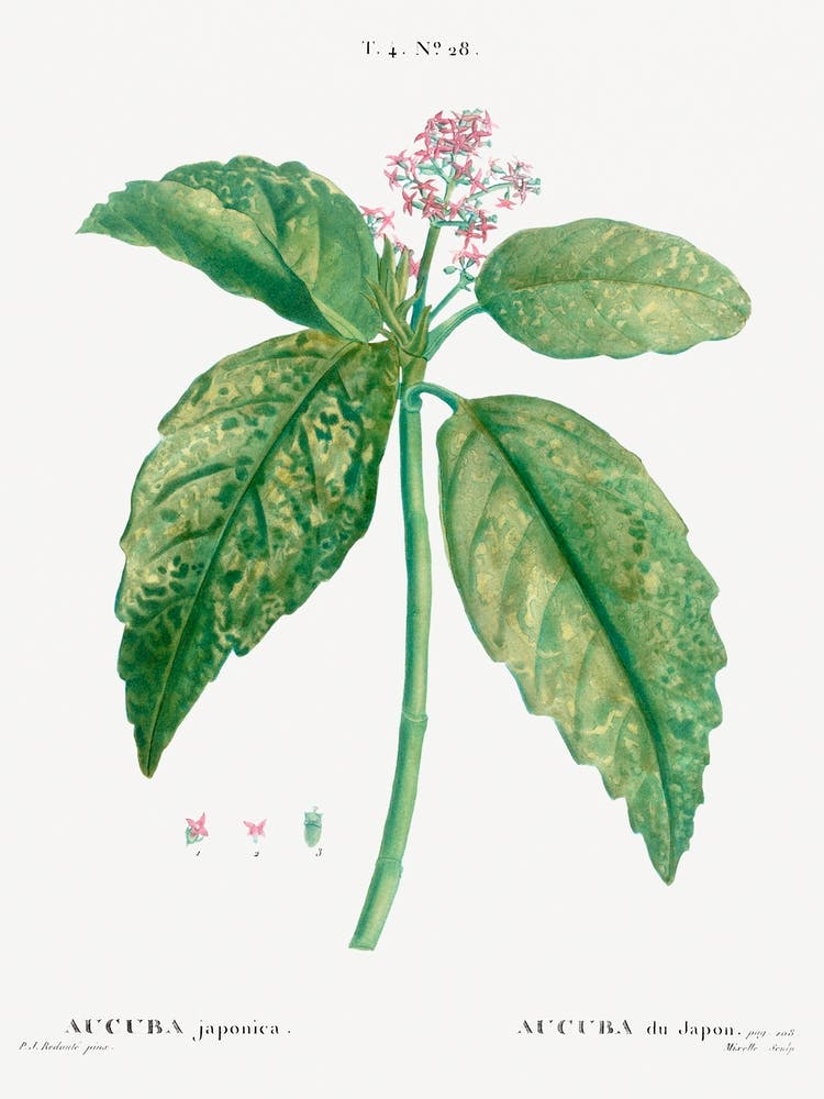 Japanese Laurel, Pierre Joseph Redoute