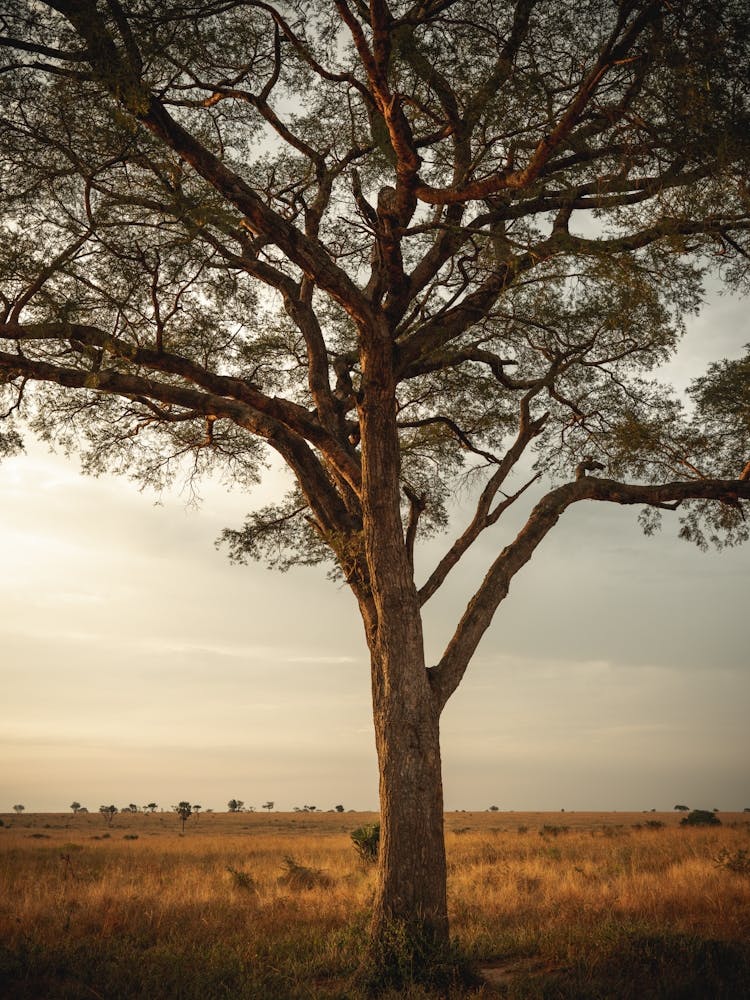Lone Tree In The Savannah Of Uganda In East Africa
