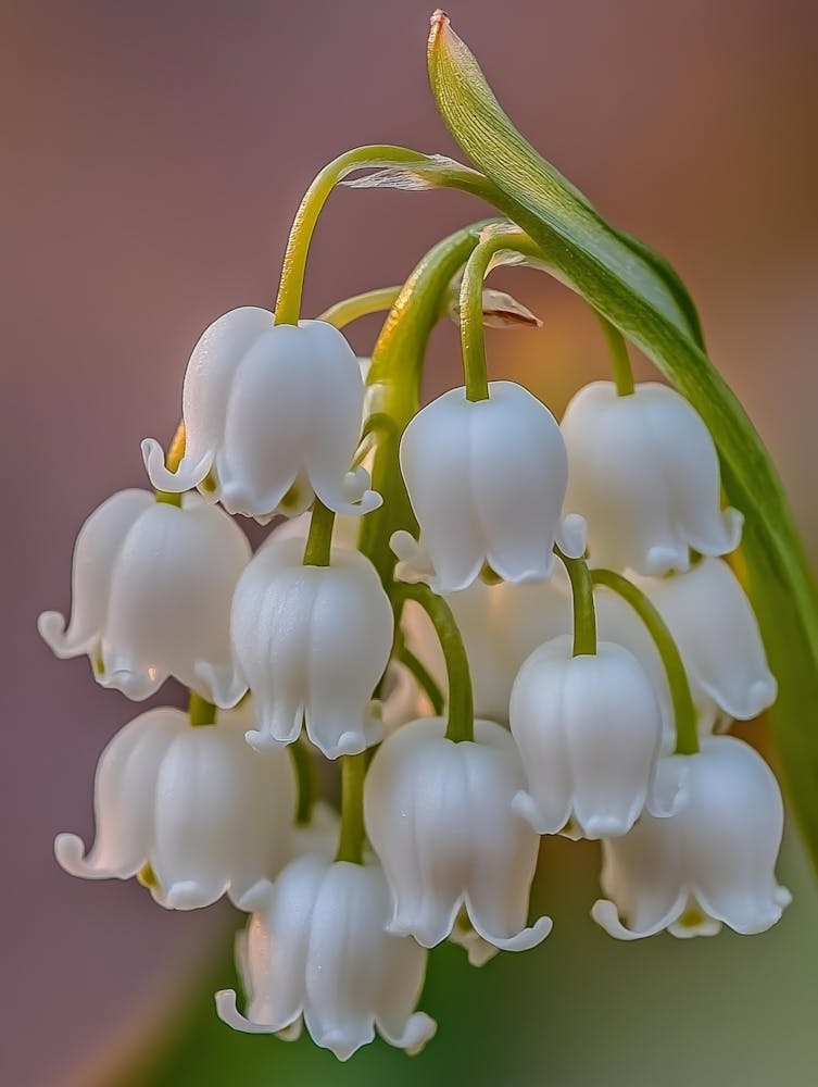 Lily Of The Valley Art