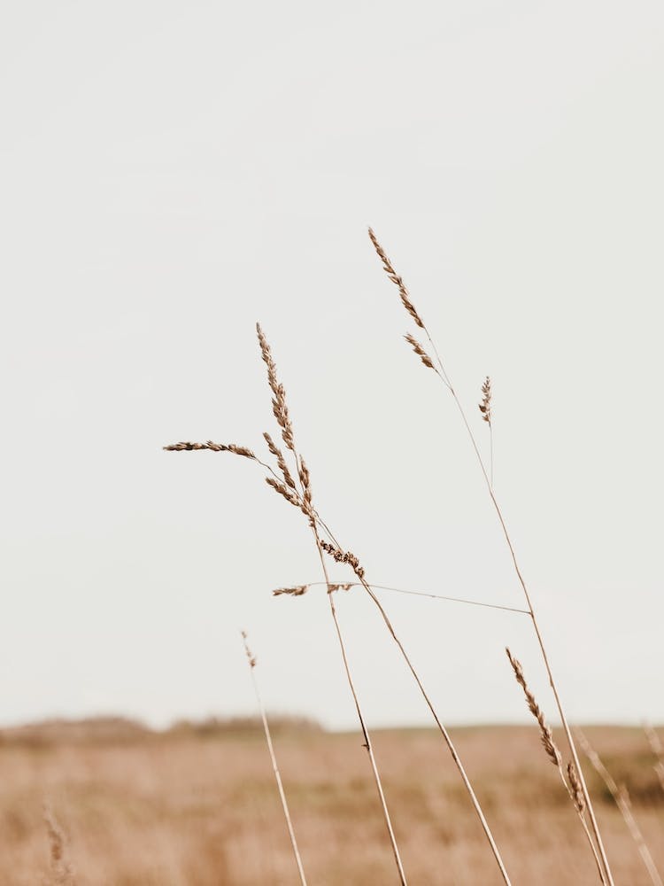 Wheat Field