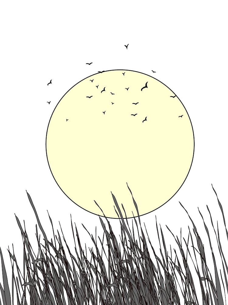 Sunrise Over Grass