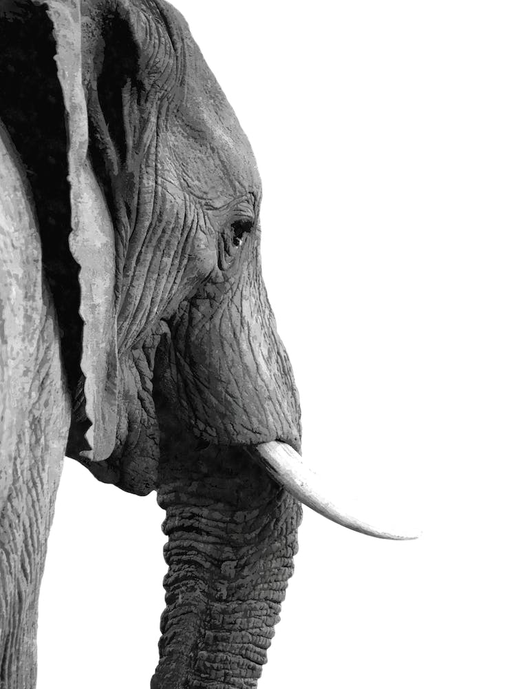 Black and White Elephant Profile Watercolor