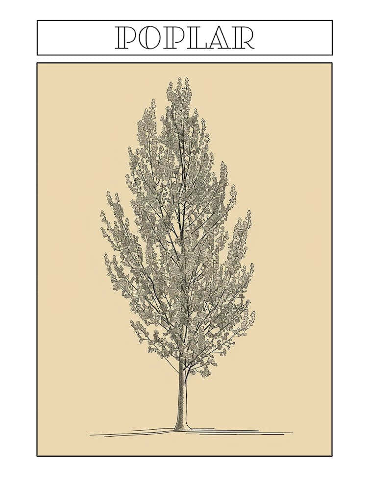Poplar Tree Minimalistic Drawing 3 Poster