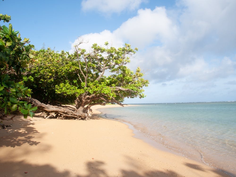 Hawaiian Beach 1