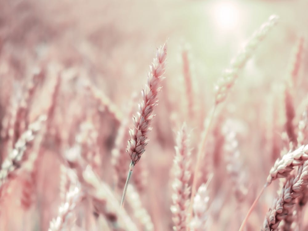 Wheat