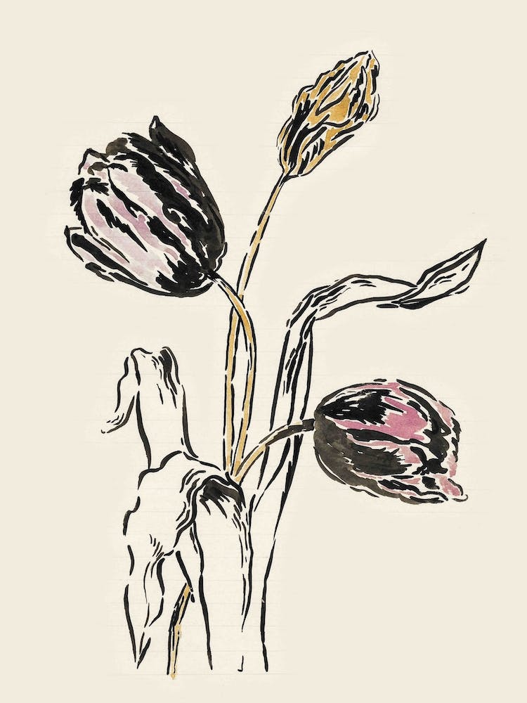 Tulpenblume