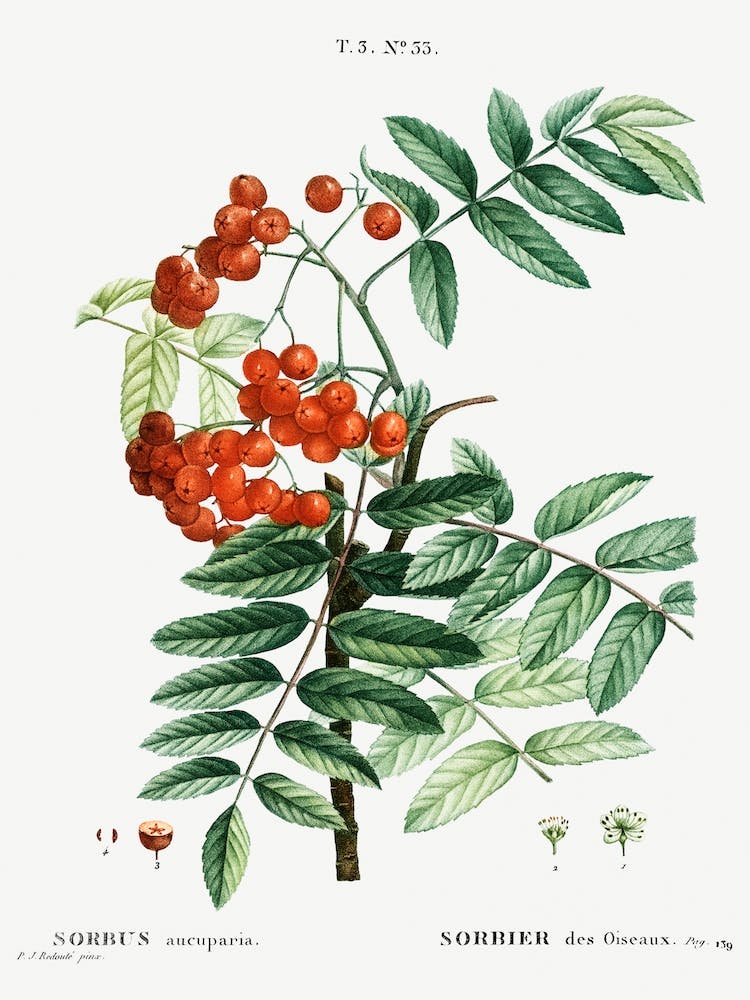 Mountain Ash, Joseph Pierre Redoute
