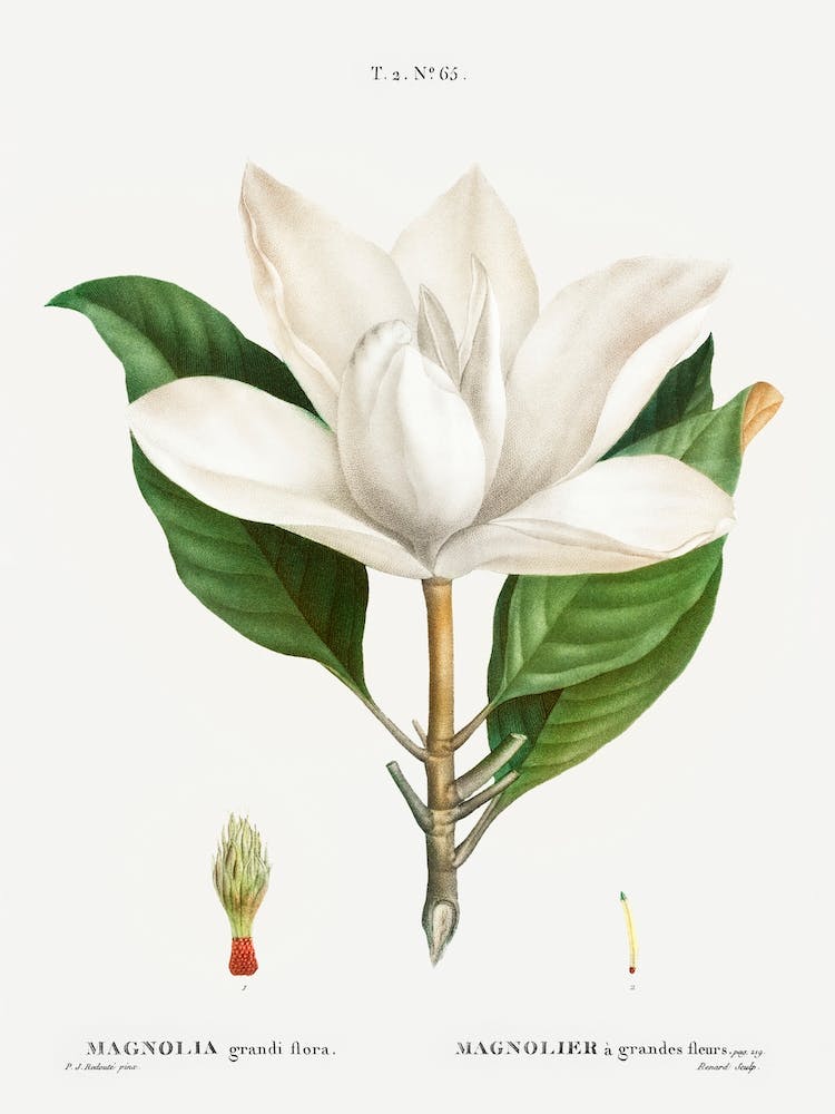 Magnolia Flower