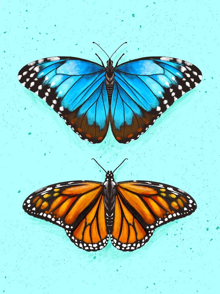 Butterflies