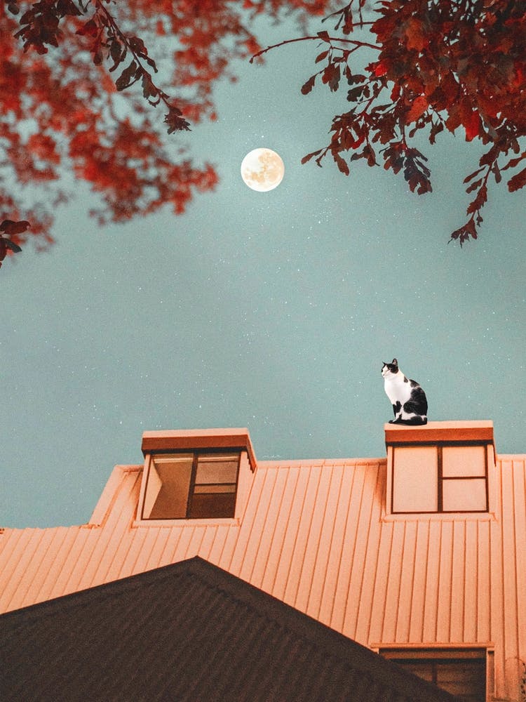 The Cat On The Roof