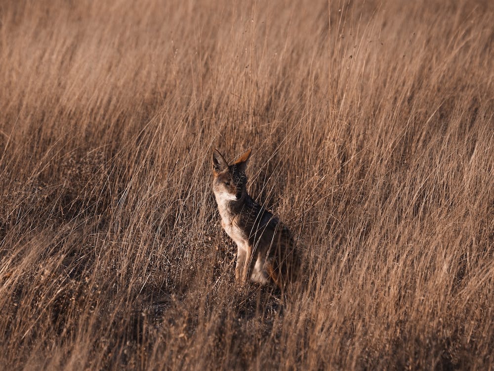 Coyote In Grass Meadow