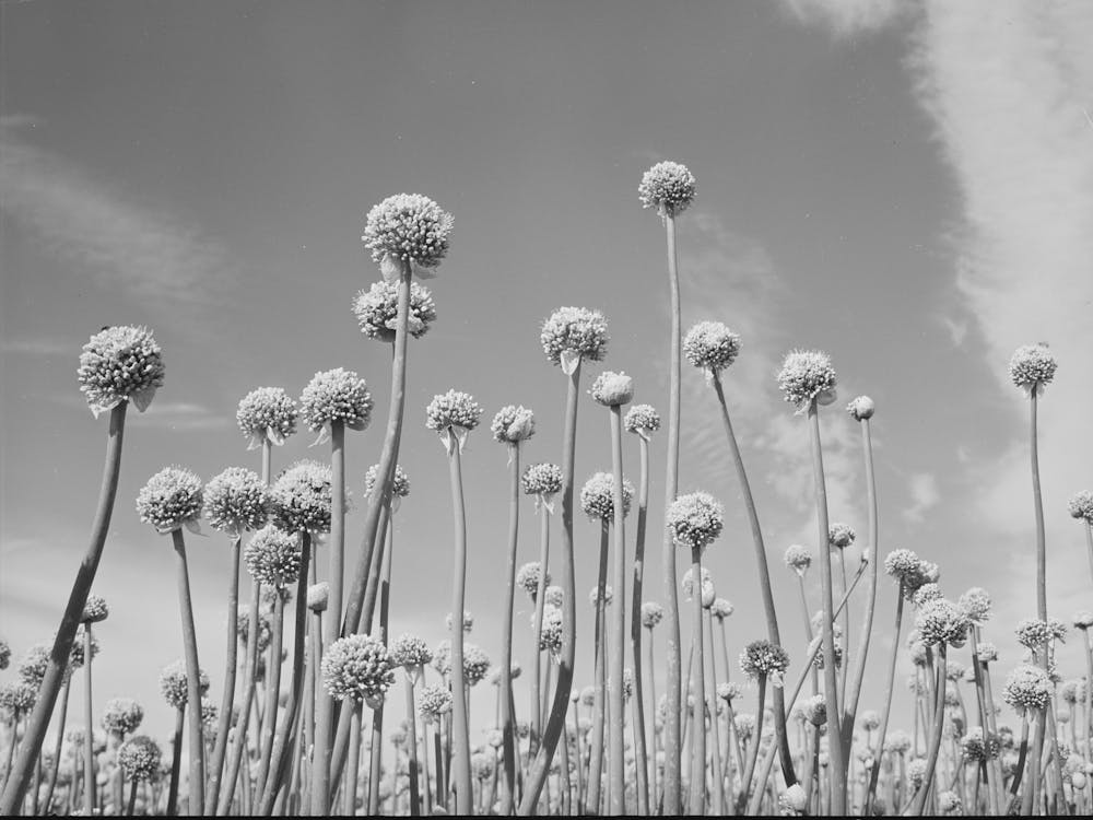 Onion Plants Gone To Seed,Canyon County, Idaho By Russell Lee