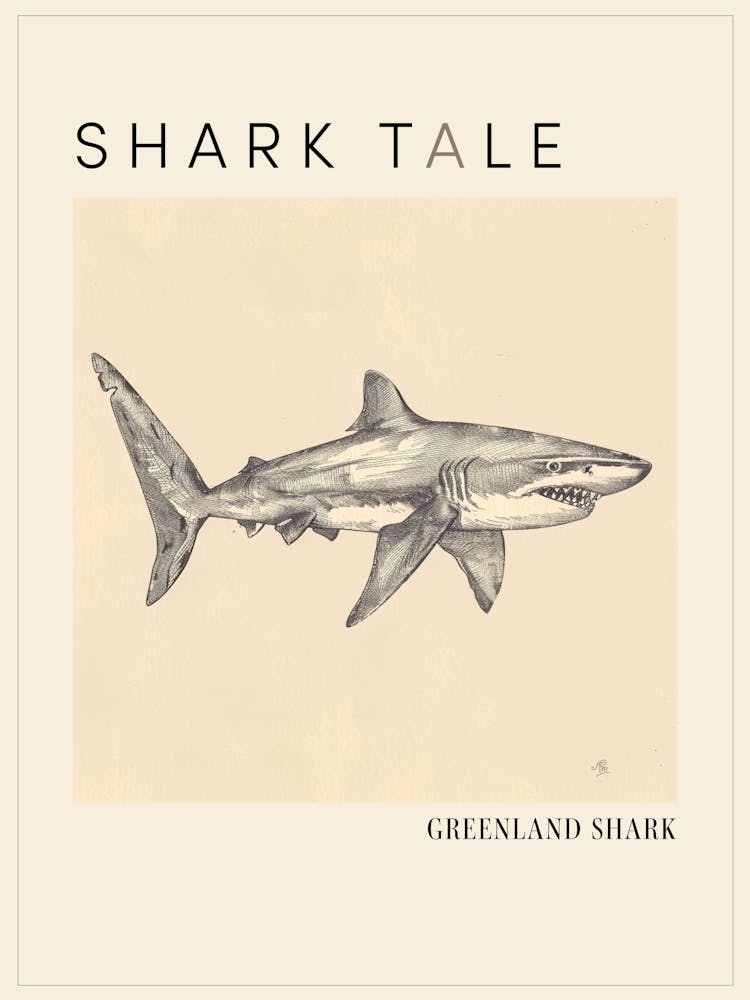 Greenland Shark Vintage Illustration 1 Poster