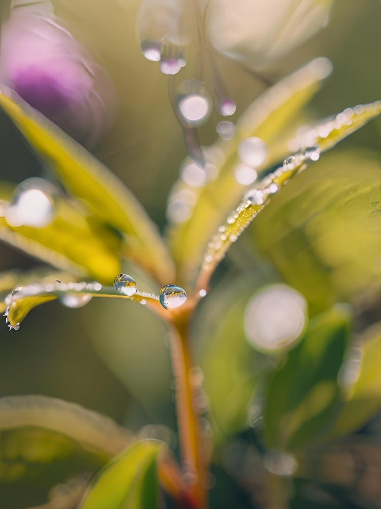 Water Droplets On A Plant