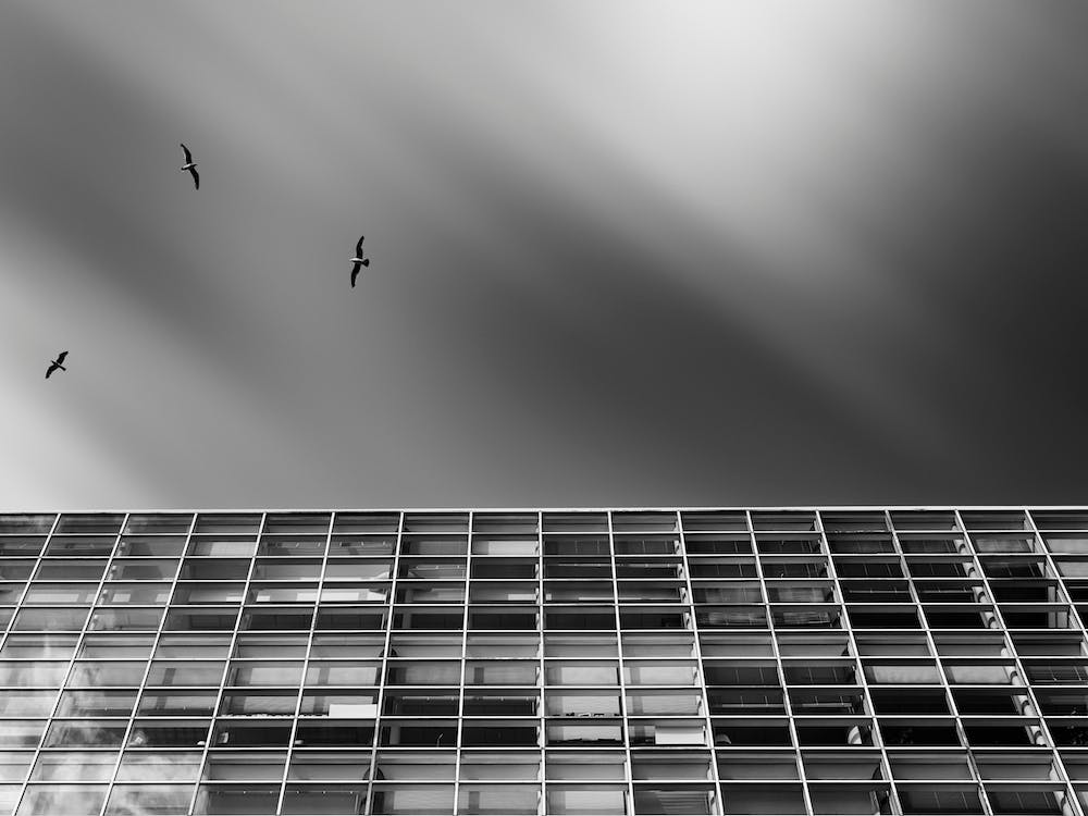 comatose bw