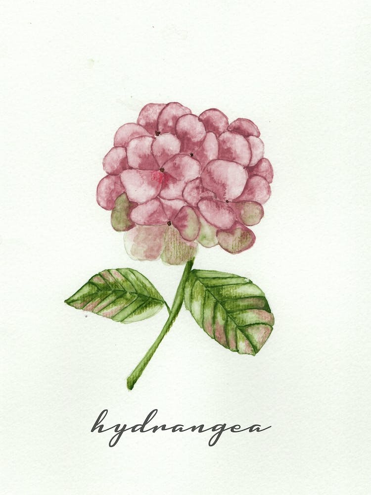 Pink Hydrangea