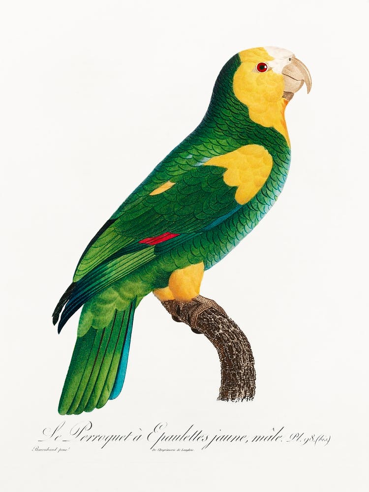 The Yellow Shouldered Amazon de Natural History Of Parrots, Francois Levaillant 1