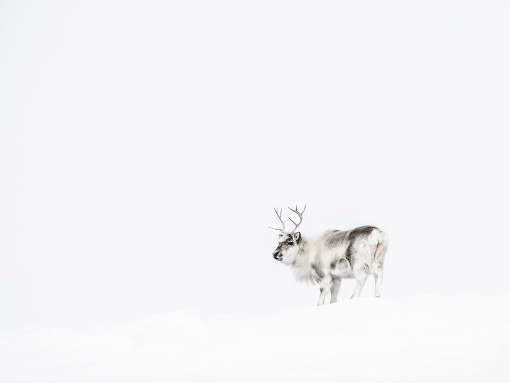 Arctic Tundra Caribou