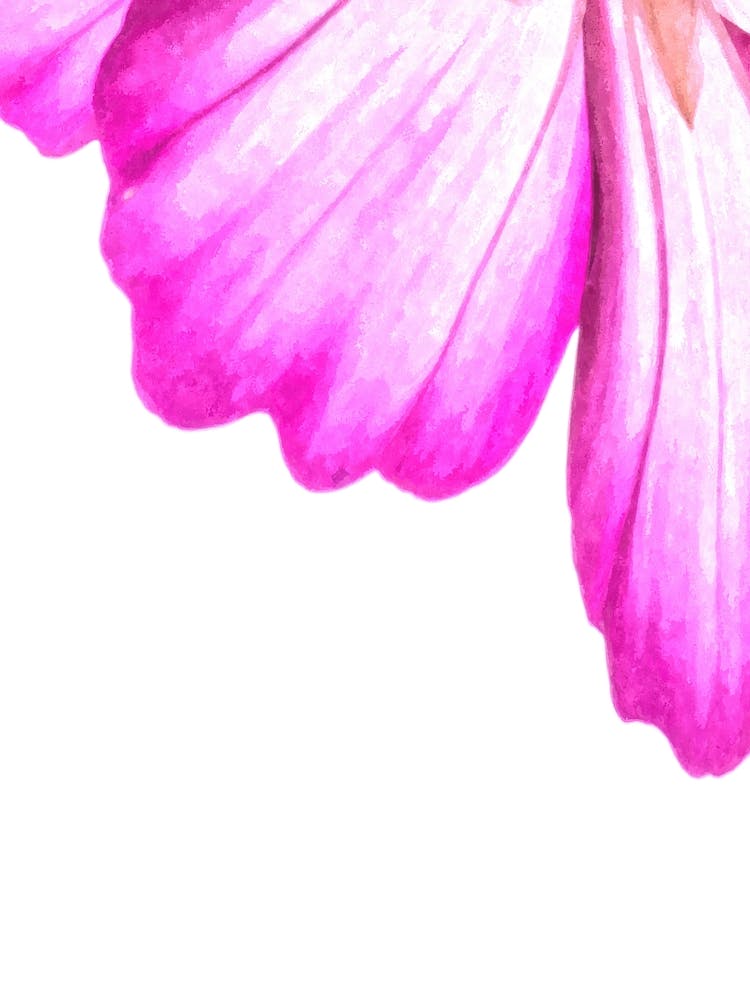 Pink Flower Abstract Watercolor