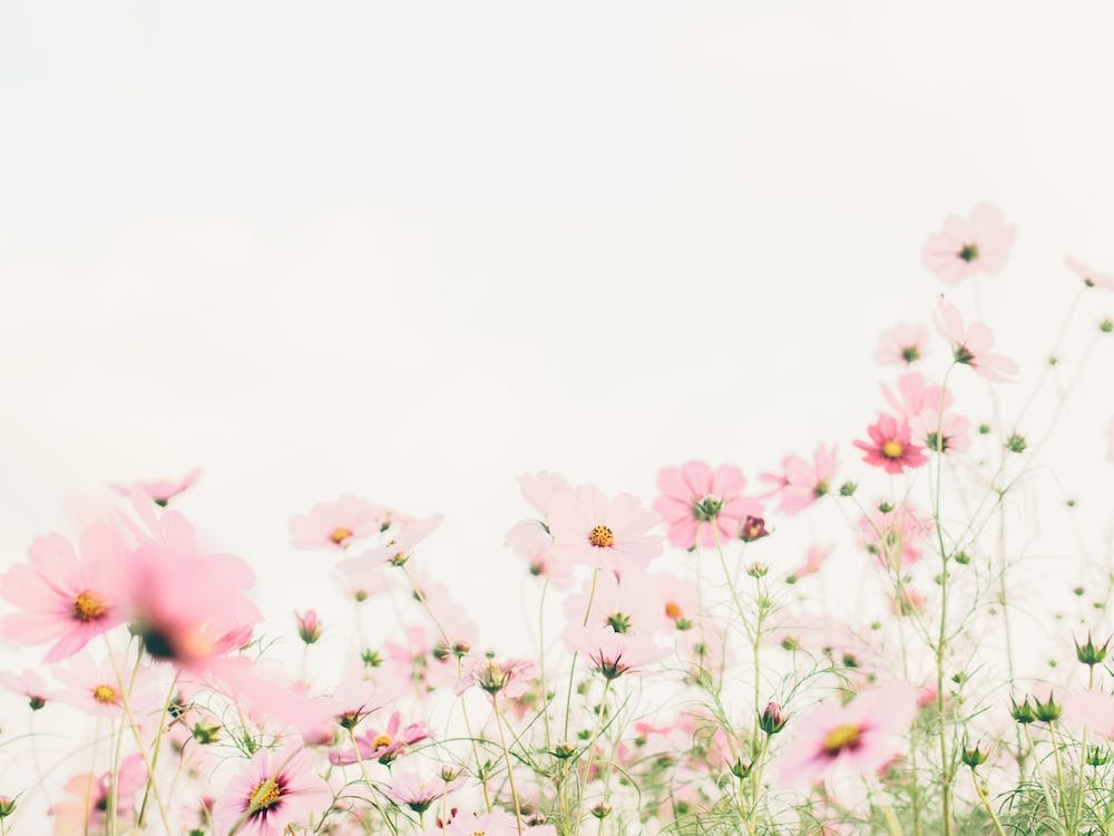 Blooming Flower Field