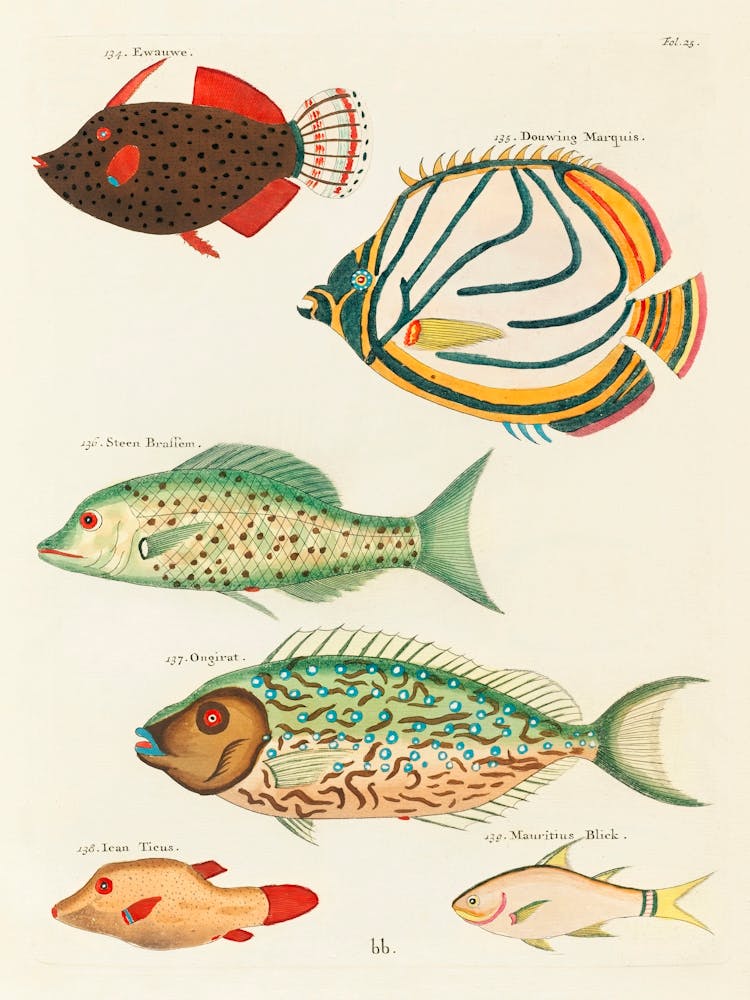 Colourful And Surreal Illustrations Of Fishes Found In Moluccas (Indonesia) And The East Indies, Louis Renard(34)